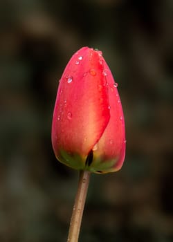 Red tulip with rain drops on dark background, detailed photo of tulip flower