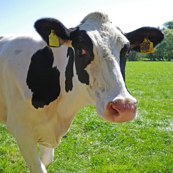 Portrait of curious black and white young cow. The breed is Holstein Friesian