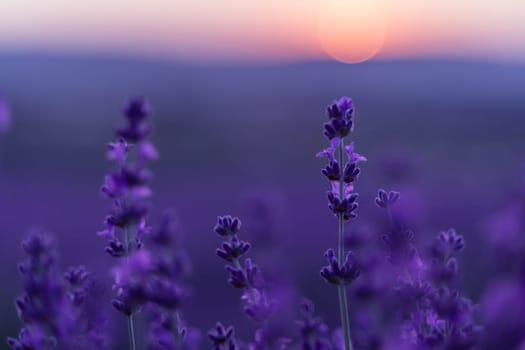 Lavender flower field. Violet lavender field sanset close up. Lavender flowers in pastel colors at blur background. Nature background with lavender in the field