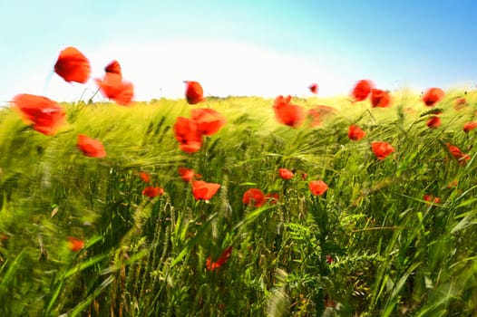 Beautiful red poppies in the field in the wind. Blurred motion art photography. Beautiful summer nature background with red flowers.