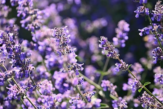 Lavender  (Lavandula). Beautiful blooming purple flower - medicinal plant. Natural colorful background. 