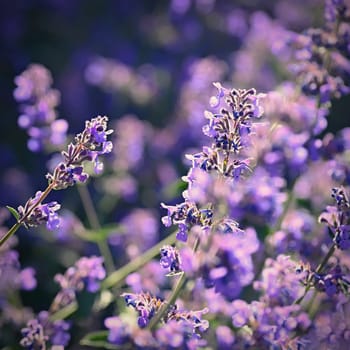 Lavender  (Lavandula). Beautiful blooming purple flower - medicinal plant. Natural colorful background. 