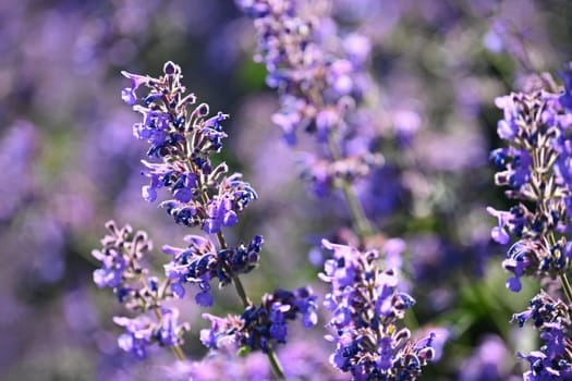 Lavender  (Lavandula). Beautiful blooming purple flower - medicinal plant. Natural colorful background. 