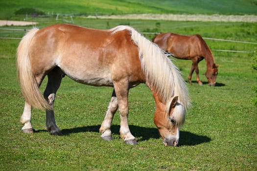 A beautiful horse in a paddock on a pasture. Nature background with animals on a sunny summer day.