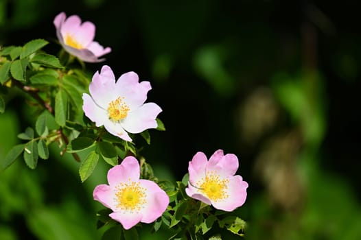 A beautifully blooming rosehip bush. A healthy plant used in folk medicine and alternative medicine. (Rosa canina)