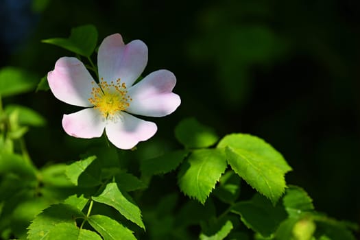 A beautifully blooming rosehip bush. A healthy plant used in folk medicine and alternative medicine. (Rosa canina)