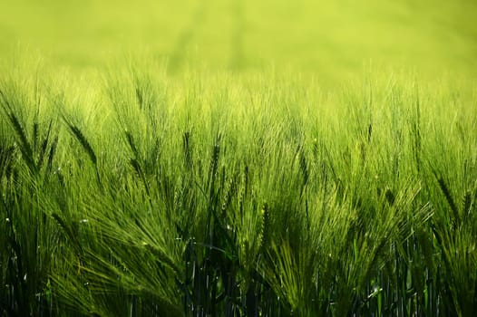 Beautiful fresh green grain on the field. Natural colorful background in summer sunny day.