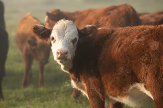 Herd of cows in the countryside of Uruguay.