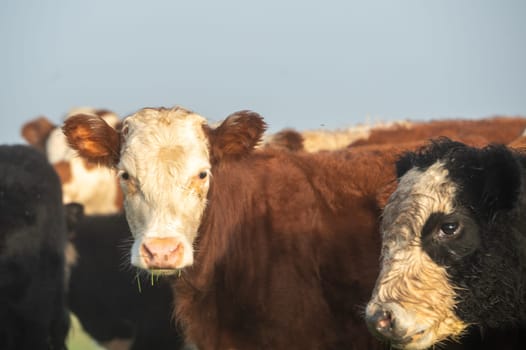 Herd of cows in the countryside of Uruguay.