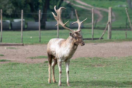 Gray Deer in the Parque Zoologico Lecoq in the capital of Montevideo in Uruguay.