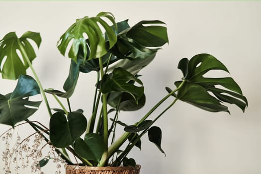 large leaves of monstera in a pot on a white background. High quality photo