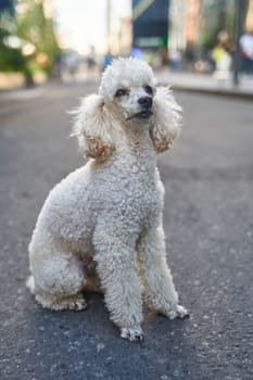 White miniature poodle pedigree dog standing on the asphalt road and posing to the camera. High quality photo