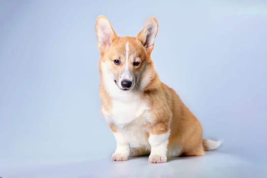Cute Puppy Corgi Pembroke on a gray background.