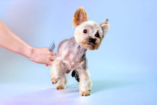 The Yorkshire Terrier slightly deviated to the sides when a woman's hand with a comb was curling around the dog.