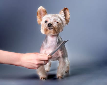 A Yorkshire terrier dog covered one eye while combing its fur.