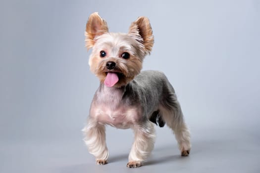 Yorkshire terrier in a rack on a gray background after a haircut in an animal salon.