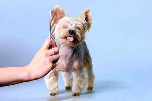 Yorkshire Terrier charmingly squinted while grooming with a comb for the dog's fur.