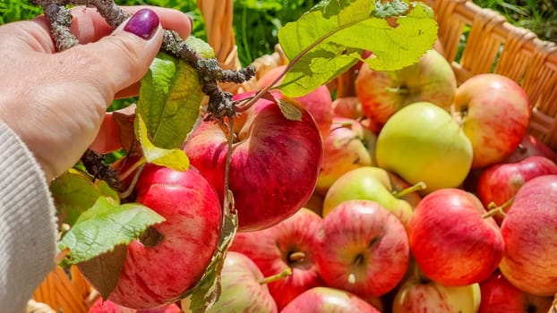 Green apple Raw fruit and vegetable backgrounds overhead perspective,
