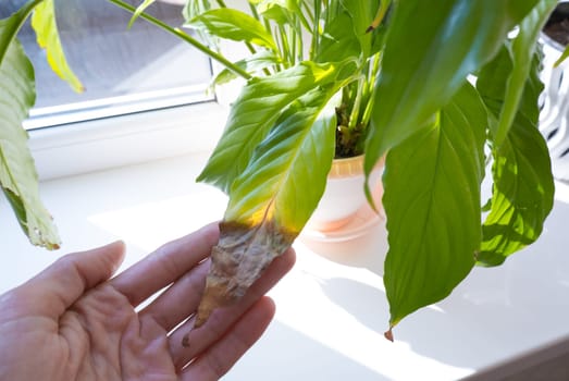 A woman's hand shows a yellowed leaf of a spathiphyllum houseplant. Home plant care concept. Hobby, home gardening. Diseases of house plants.