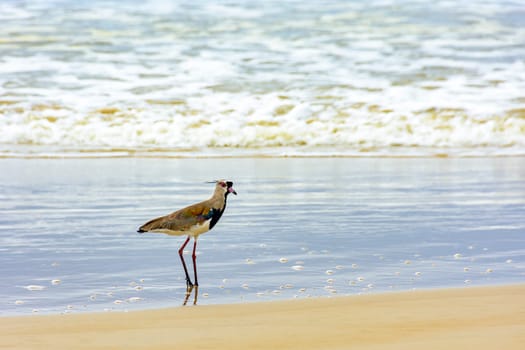 Southern Lapwing walking on the beach over the sand and near the water in Serra Grande in Bahia, Brazil