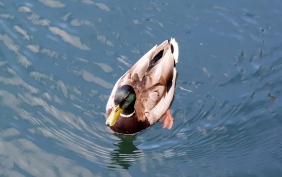 Beautiful duck couple swimming in the water at a coast in germany