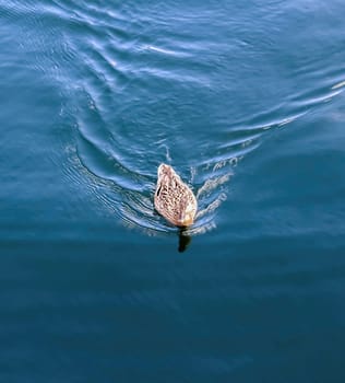 Beautiful duck couple swimming in the water at a coast in germany