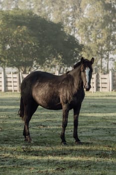 Criollo horses in the countryside of Uruguay.