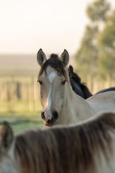 Criollo horses in the countryside of Uruguay.