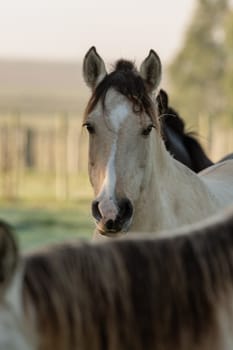 Criollo horses in the countryside of Uruguay.