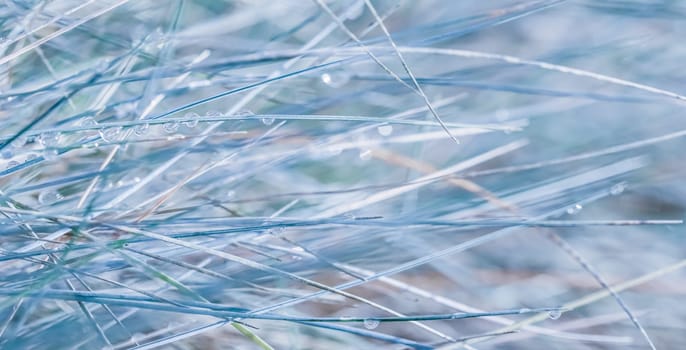 Soft focus ornamental grass Blue Fescue Festuca glauca with water drop. Blurred autumn background