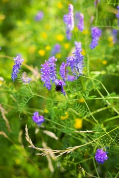 Beautiful multicolored wildflowers, bumblebee sitting on flowers, pollination of flowers. Spending time outdoors. Close-up