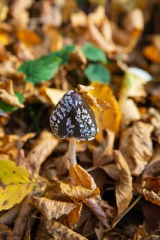 Amanita black to a white dot among the fallen yellow leaves