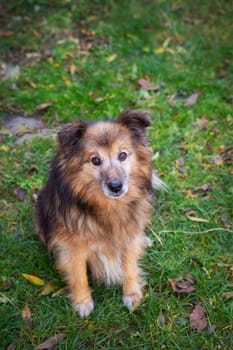 Very beautiful red dog stands and poses. Happy dog.