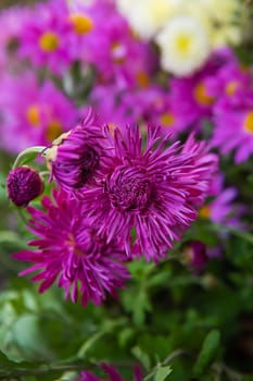 Beautiful pink-purple chrysanthemums bloom in the garden.