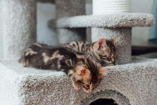 Young cute bengal kitten sleeping on a soft cat's shelf of a cat's house indoors.