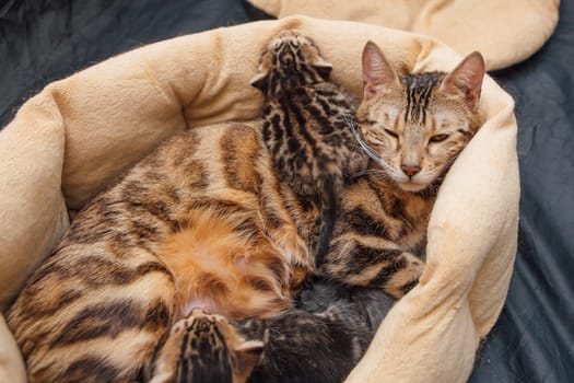 Adorable golden bengal mother-cat laying with her little kittens on the pillow. Top view.