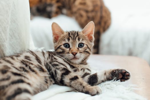 Young cute bengal kitten laying on a soft cat's shelf of a cat's house indoors.