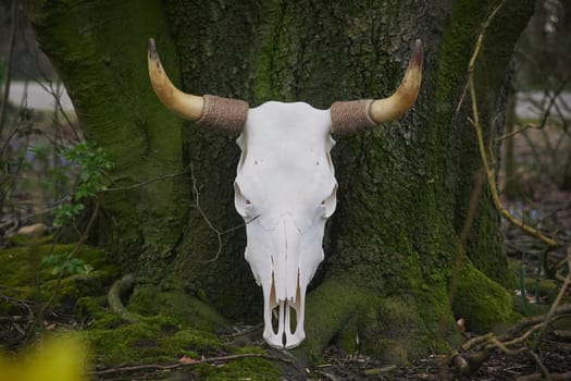 Huge bull skull in the evening forest.