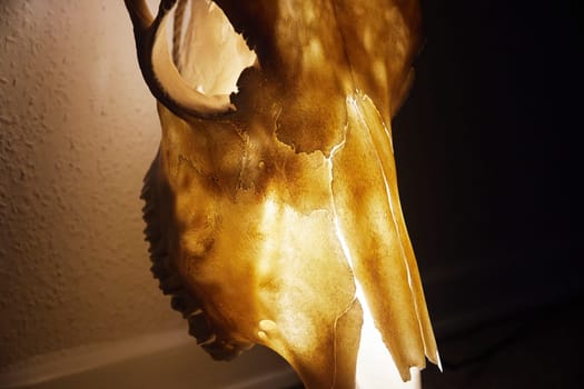 Huge bull skull turned into a lamp.