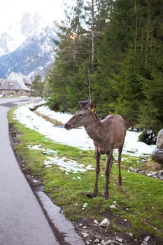 Adult deer looking at the camera near the road among the forest. Wildlife, free animal.