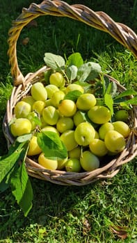 Yellow plums on a wood background. Fresh BIO fruits. Yellow fruits.