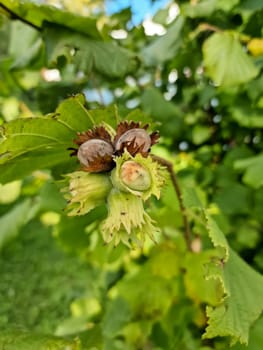 A macro shot of a cluster of hazelnuts hanging from the branches of a twisted hazel tree