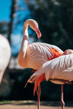 Flamingo Couple in Water with Beautiful Pink Feathers and Beaks