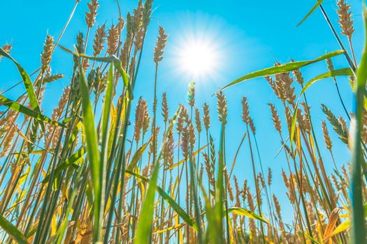 Growing grain crops in a field or meadow.Wheat ears are swaying in the wind against the background of sunlight and blue sky.Nature,freedom.The sun's rays will shine through the stalks of grain.Harvest