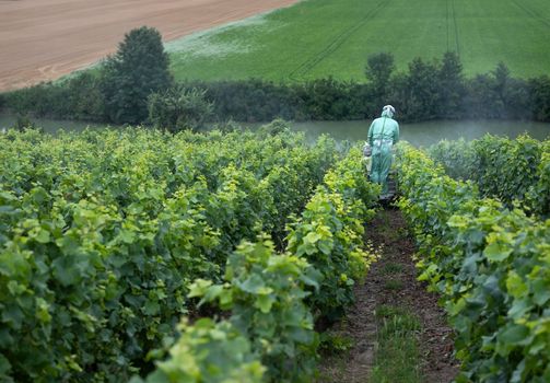 worker in protective clothing sprays vines in champagne vineyard near marne valley south of reims in france