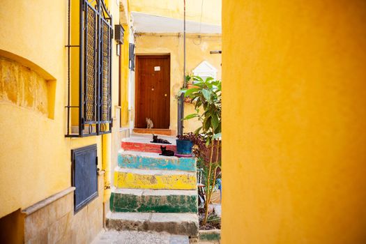 Young cats on the colorful staircase in Sicily