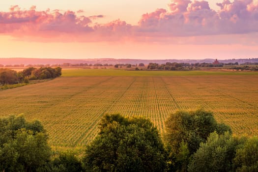 Top view to the rows of young corn in an agricultural field at twilight. Rural landscape.