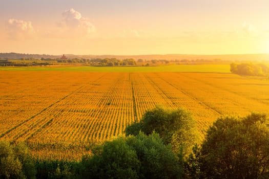 Top view to the rows of young corn in an agricultural field at sunset or sunrise. Rural landscape.