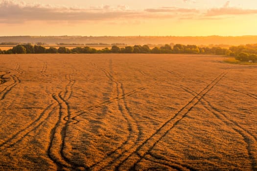 Top view of a sunset or sunrise in an agricultural field with ears of young golden rye on a sunny day. Rural landscape.