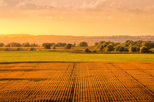 Top view to the rows of young corn in an agricultural field at sunset or sunrise. Rural landscape.